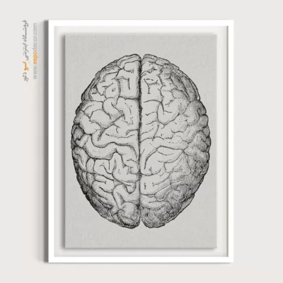 تابلو آناتومی - اسپو دکور