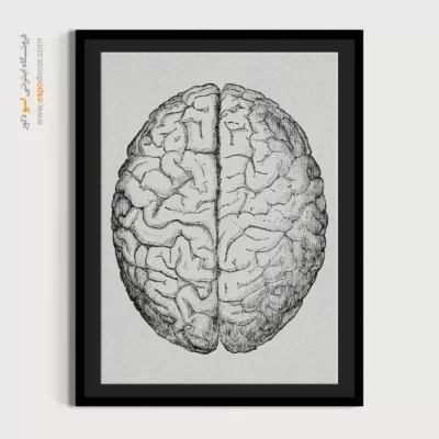 تابلو آناتومی - اسپو دکور