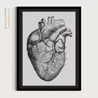 تابلو آناتومی - اسپو دکور
