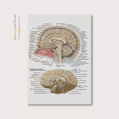 تابلو آناتومی - اسپو دکور