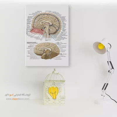تابلو آناتومی - اسپو دکور