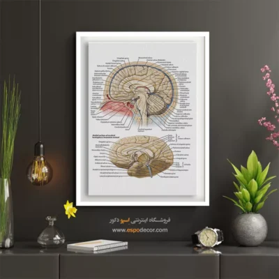 تابلو آناتومی - اسپو دکور