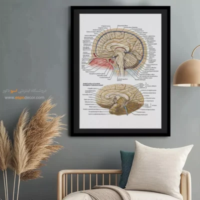 تابلو آناتومی - اسپو دکور