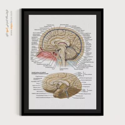 تابلو آناتومی - اسپو دکور
