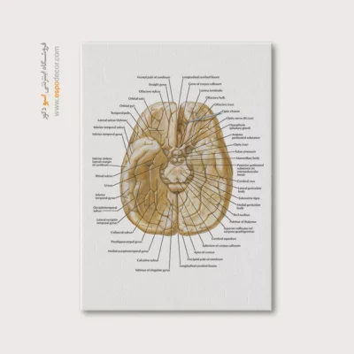 تابلو آناتومی - اسپو دکور