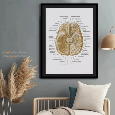 تابلو آناتومی - اسپو دکور