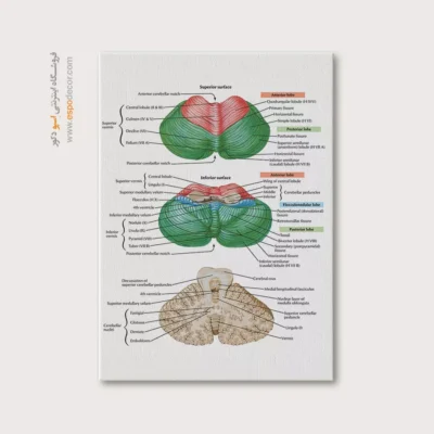 تابلو آناتومی - اسپو دکور