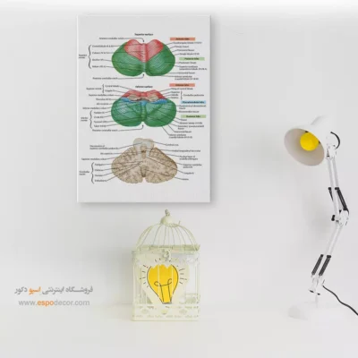 تابلو آناتومی - اسپو دکور
