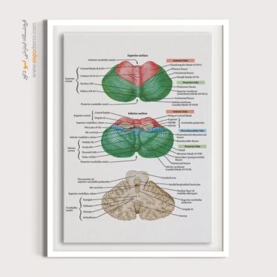 تابلو آناتومی - اسپو دکور