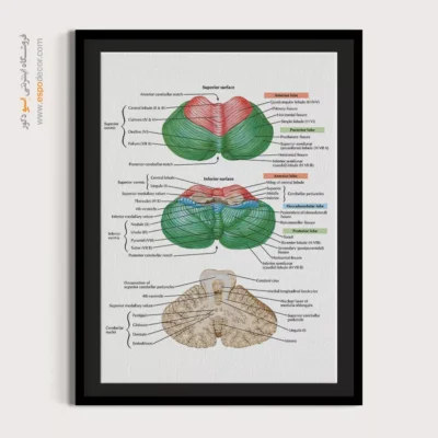 تابلو آناتومی - اسپو دکور