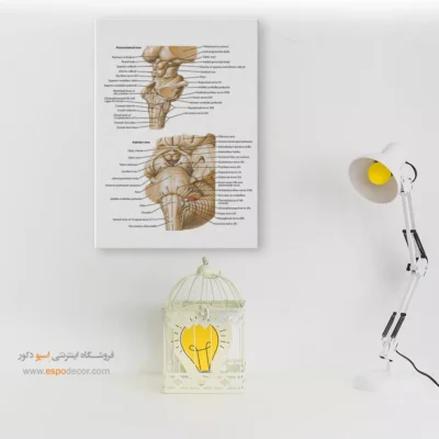 تابلو آناتومی - اسپو دکور