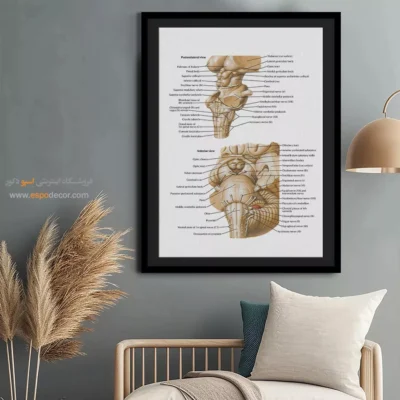 تابلو آناتومی - اسپو دکور