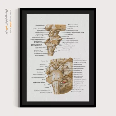 تابلو آناتومی - اسپو دکور
