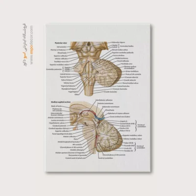 تابلو آناتومی - اسپو دکور
