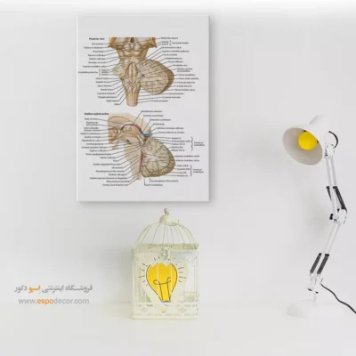 تابلو آناتومی - اسپو دکور