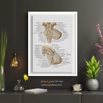 تابلو آناتومی - اسپو دکور