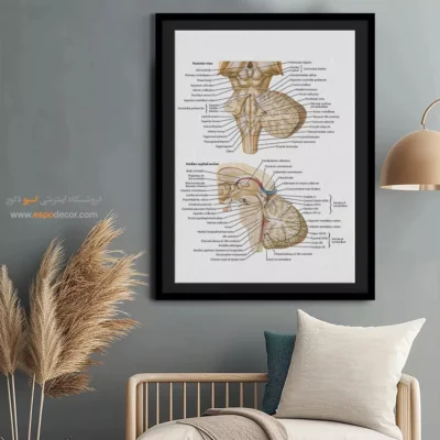 تابلو آناتومی - اسپو دکور