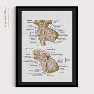 تابلو آناتومی - اسپو دکور