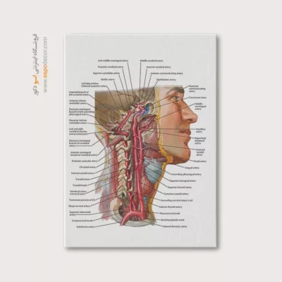 تابلو آناتومی - اسپو دکور