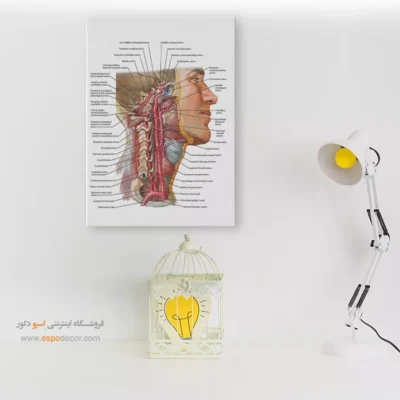 تابلو آناتومی - اسپو دکور