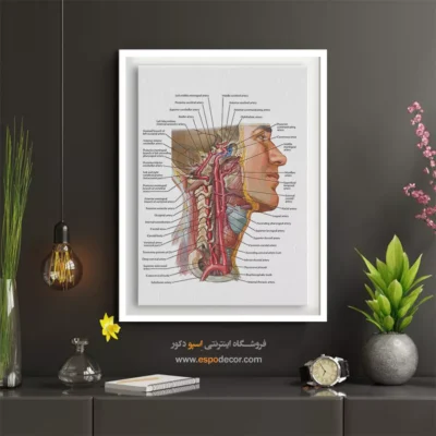 تابلو آناتومی - اسپو دکور