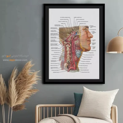 تابلو آناتومی - اسپو دکور