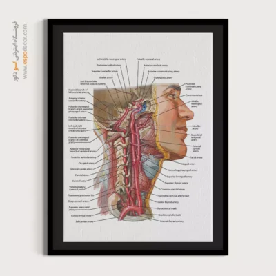 تابلو آناتومی - اسپو دکور