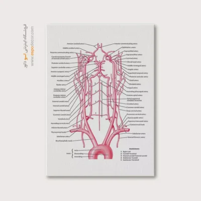 تابلو آناتومی - اسپو دکور