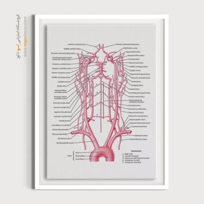 تابلو آناتومی - اسپو دکور