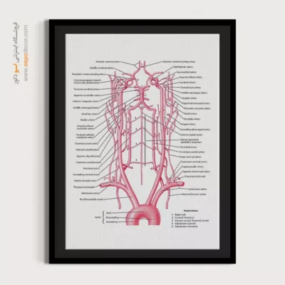 تابلو آناتومی - اسپو دکور