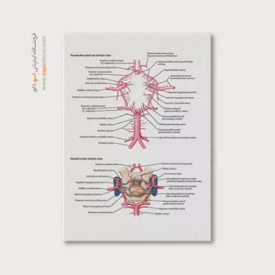 تابلو آناتومی - اسپو دکور