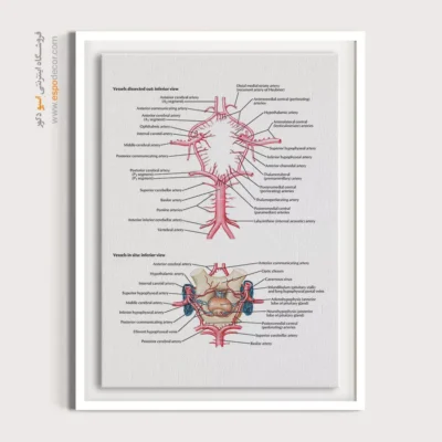 تابلو آناتومی - اسپو دکور