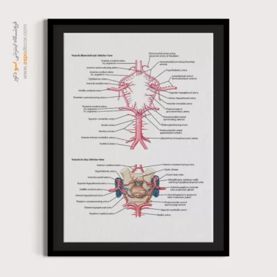 تابلو آناتومی - اسپو دکور