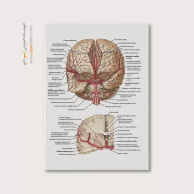 تابلو آناتومی - اسپو دکور