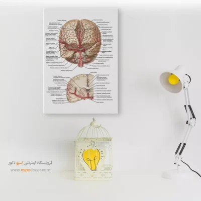 تابلو آناتومی - اسپو دکور