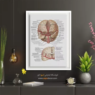 تابلو آناتومی - اسپو دکور