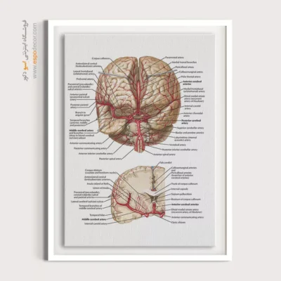 تابلو آناتومی - اسپو دکور