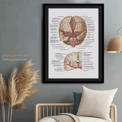 تابلو آناتومی - اسپو دکور