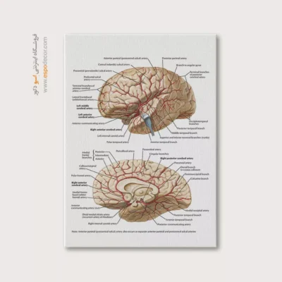 تابلو آناتومی - اسپو دکور
