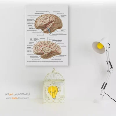 تابلو آناتومی - اسپو دکور