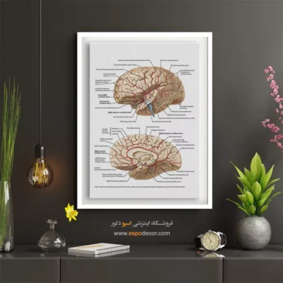 تابلو آناتومی - اسپو دکور