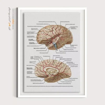 تابلو آناتومی - اسپو دکور
