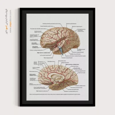 تابلو آناتومی - اسپو دکور