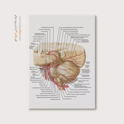 تابلو آناتومی - اسپو دکور