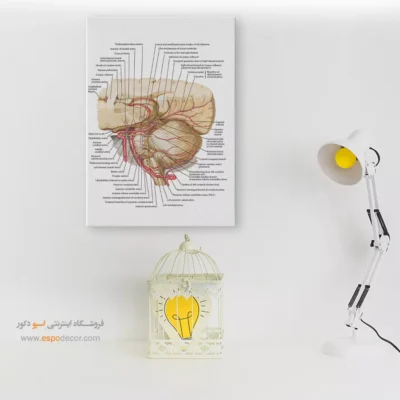 تابلو آناتومی - اسپو دکور