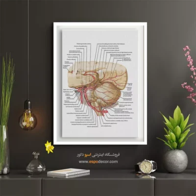 تابلو آناتومی - اسپو دکور