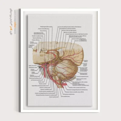 تابلو آناتومی - اسپو دکور
