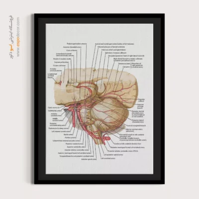 تابلو آناتومی - اسپو دکور