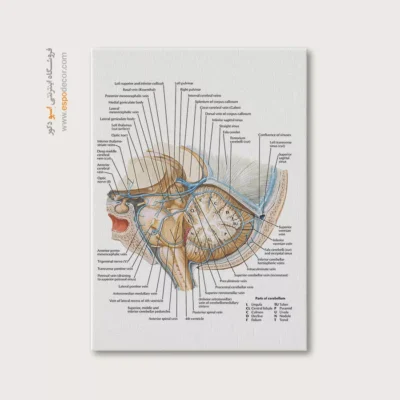 تابلو آناتومی - اسپو دکور