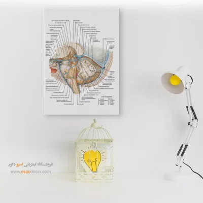تابلو آناتومی - اسپو دکور